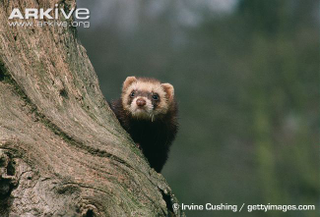 Illustration for article titled Monday Mustelid - Mustela putorius Edition